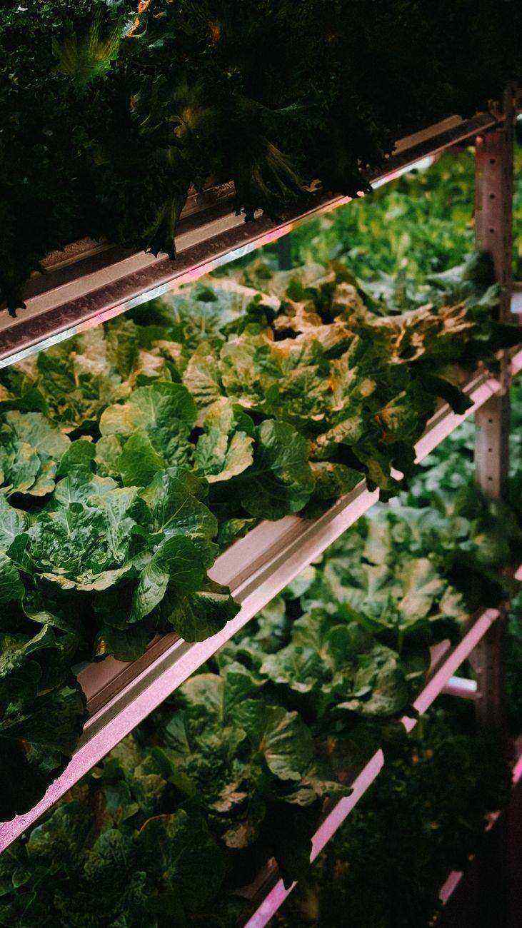 Closed Loop CEA Achieving Net Zero Carbon with Hydroponics and Renewable Energy.jpg