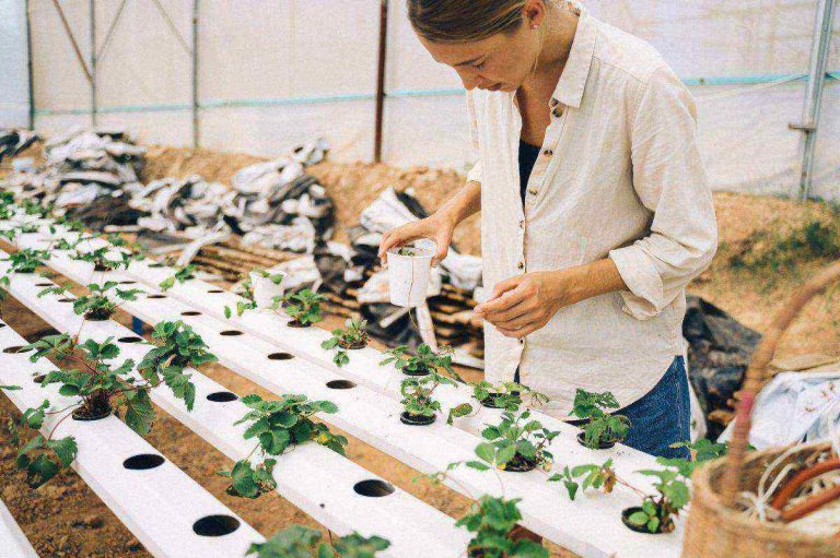 Living Soil vs. Hydroponics Efficiency Flavor and Sustainability Compared.jpg